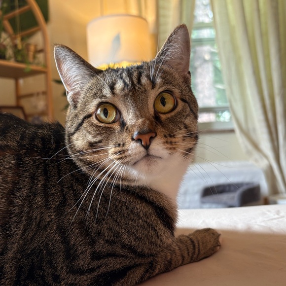 carakittycat